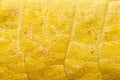 Solid yellow organic background from a senescing soybean leaf.