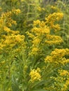 Solidago altissima high vore or late veneer