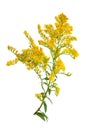 Solidago, commonly called goldenrods. Isolated.