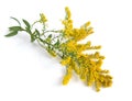 Solidago, commonly called goldenrods. Isolated. Royalty Free Stock Photo