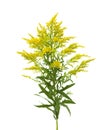 Solidago, goldenrod Royalty Free Stock Photo