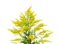 Solidago, goldenrod Royalty Free Stock Photo