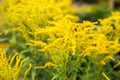 Solidago or Goldenrod Royalty Free Stock Photo