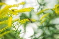 Solidago, goldenrod yellow flowers in summer. Lonely bee sits on a yellow flowering goldenrod and collects nectar Royalty Free Stock Photo