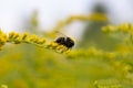 Solidago, goldenrod yellow flowers in summer. Lonely bee sits on a yellow flowering goldenrod Royalty Free Stock Photo