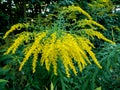 Solidago hybrida, yellow flowers