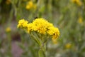 Solidago rigida with yellow flowers flowers