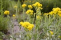 Solidago rigida with yellow flowers flowers