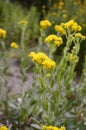 Solidago rigida with yellow flowers flowers