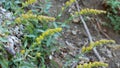 Solidago Velutina Bloom - San Emigdio Mtns - 100722