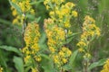 Solidago virgaurea, common called European goldenrod or woundwort Royalty Free Stock Photo
