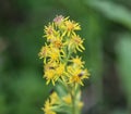 Solidago virgaurea, common called European goldenrod or woundwort Royalty Free Stock Photo