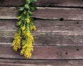 Solidago virgaurea ,European goldenrod or woundwort,is an herbaceous perennial plant of the family Asteraceae. Royalty Free Stock Photo