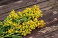 Solidago virgaurea ,European goldenrod or woundwort,is an herbaceous perennial plant of the family Asteraceae. Royalty Free Stock Photo