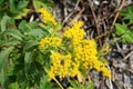 Solidago virgaurea or European goldenrod yellow flower with multiple small open and blooming flowers with green leaves and other Royalty Free Stock Photo