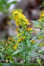 Solidago virgaurea or European goldenrod or Woundwort yellow flower Royalty Free Stock Photo