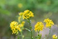 Solidago virgaurea, European goldenrod or woundwort yellow flowers Royalty Free Stock Photo