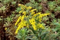 Solidago virgaurea or European goldenrod yellow flower with multiple small bubs and open and blooming flowers with green leaves Royalty Free Stock Photo