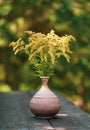 Solidago - Wild flowers, also called goldenrods in the aster family. Wild flowers standing. Wildflowers in a jug on an Royalty Free Stock Photo