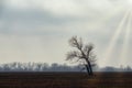 Solidary Tree in Field in Moffett, Oklahoma. Royalty Free Stock Photo