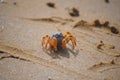 Solider Crab (Mictyris longicarpus)