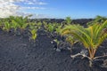 Black sands found in Pahoa on the big island of Hawaii