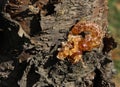 Solidified Sap Or Resin On Tree Trunk