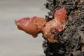 Solidified Sap Or Resin On Tree Trunk