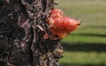 Solidified Sap Or Resin On Tree Trunk Royalty Free Stock Photo