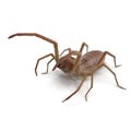 Solifugae or Camel Spider with Fur Isolated on White Background 3D Illustration