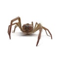 Solifugae or Camel Spider with Fur Isolated on White Background 3D Illustration Royalty Free Stock Photo