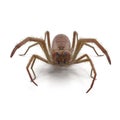 Solifugae or Camel Spider with Fur Isolated on White Background 3D Illustration Royalty Free Stock Photo