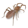 Solifugae or Camel Spider with Fur Isolated on White Background 3D Illustration Royalty Free Stock Photo