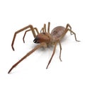 Solifugae or Camel Spider with Fur Isolated on White Background 3D Illustration Royalty Free Stock Photo