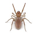 Solifugae or Camel Spider with Fur Isolated on White Background 3D Illustration Royalty Free Stock Photo