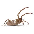 Solifugae or Camel Spider with Fur Isolated on White Background 3D Illustration Royalty Free Stock Photo