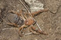 Solifugae is an order of animals in the class Arachnida known variously as camel spiders, wind scorpions, sun spiders