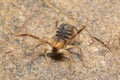 Solifuge or camel spider, Panna, Madhya Pradesh