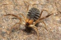 Solifuge or camel spider, Panna, Madhya Pradesh
