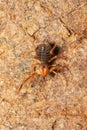 Solifuge known variously as camel spiders, wind scorpions or sun spiders Royalty Free Stock Photo