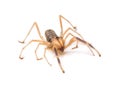 Solifugid or Sun Spider Royalty Free Stock Photo