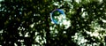 Soap bubble floating in the air