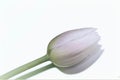 Solitair lila tulip Royalty Free Stock Photo