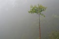 Solitair Tree in the mist