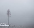 Bare small birch tree by lake in heavy fog