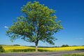 Solitaire deciduous tree with an asphalt road in front of a flowering field