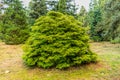 Solitaire Hinoki cypress or Japanese cypress,Chamaecyparis obtusa,