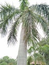 THE SOLITAIRE PALM OR PTYCHOSPERMA ELGANS