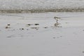 A solitaire Semipalmated Sandpiper Royalty Free Stock Photo