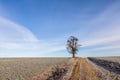 Solitaire tree on horizon under blue sky